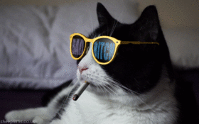 c1485f67b71257d8f8909a515e531022-wnh0lz.gif